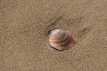 Sea shell on the sand at the beach, closeup of photo