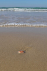 Sea shell on the sand at the beach, closeup of photo