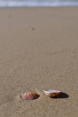 Seashells on the sand of the beach. Shells on the beach in the summer. Selective focus.