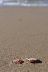 Seashells on the sand of the beach. Shells on the beach in the summer. Selective focus.