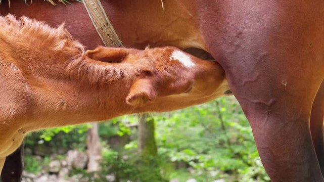 Nurturing chestnut foal drinking milk from mare, revealing profound maternal connection within lush forest landscape, embodying natural bond between animal family members