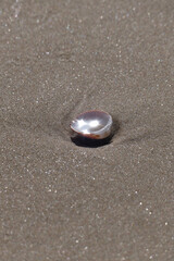Sea shell on the sand at the beach, closeup of photo