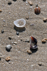Seashells on the sand of the beach. Shells on the beach in the summer. Selective focus.