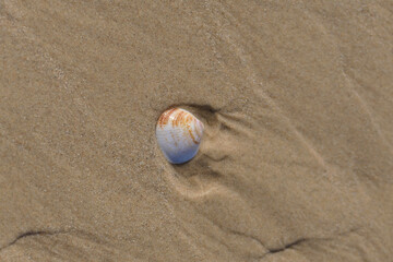 Sea shell on the sand at the beach, closeup of photo