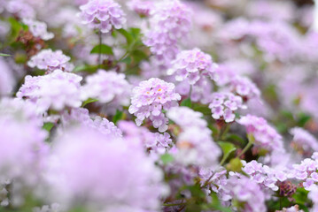 Obraz premium Spring delicate beautiful background from flowers Lantana camara of a shrub pastel pink-lavender color, and blurry spots of defocus. Photo wallpaper