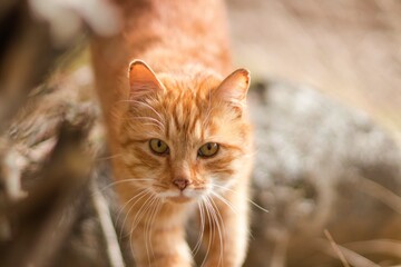 A red cat sits on dry foliage, looks back