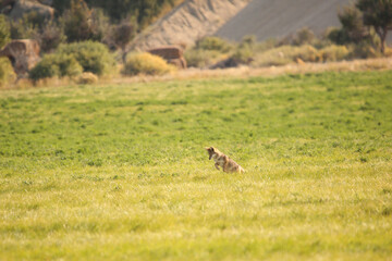 Coyote 