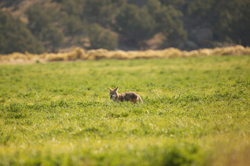 Coyote eating 