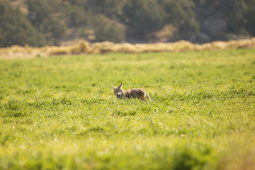 Coyote eating 