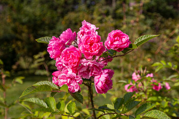 Bunch of pink roses in full bloom