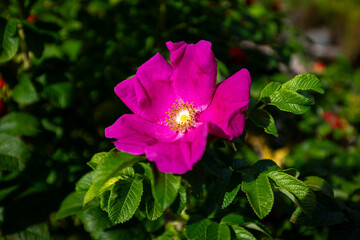 Pink dog rose in full bloom in summer