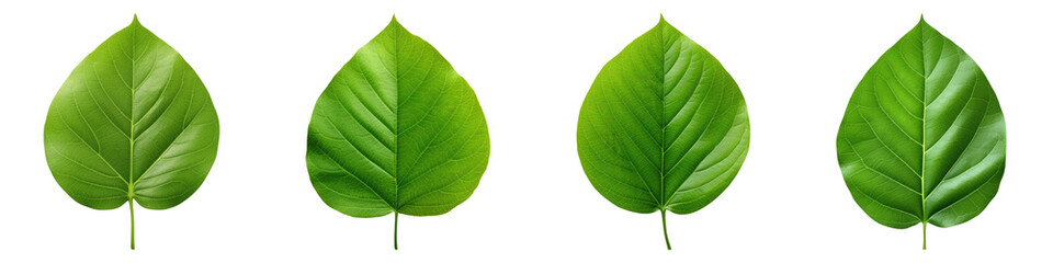 Obraz premium Tree green leaf isolated on transparent background, PNG, Set of