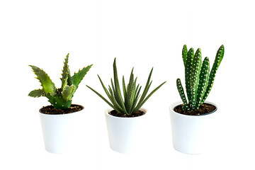 Set of cacti, white background