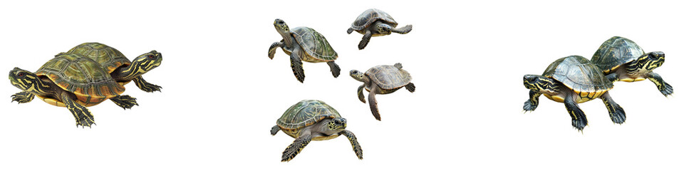 Turtles isolated on transparent background, PNG, Set of
