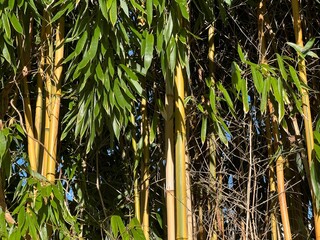 Bamboo in the sun