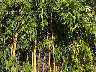 Bamboo in the sun