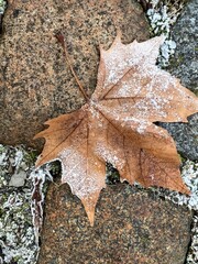 maple leaf in the frost