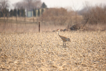 Sandhill Crane