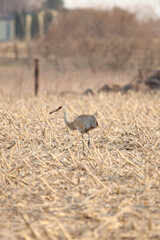 Sandhill crane