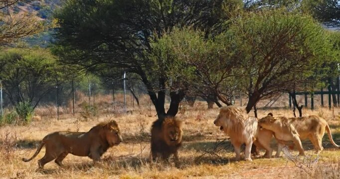 Lion, Lioness Chases And Fights. Three Lions With One Lioness Fights & Chases Each Other. King Of The Jungle Playing. Fighting For Prey. 4K Video