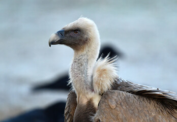 a majestic griffon vulture in freedom