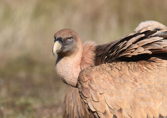 a majestic griffon vulture in freedom