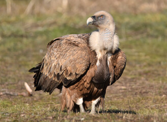 a majestic griffon vulture in spain