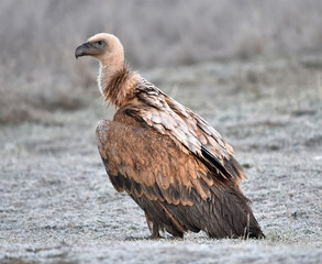 a griffon vulture in freedom