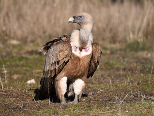 Fototapeta premium a griffon vulture in freedom