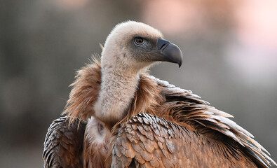 a majestic griffon vulture in freedom