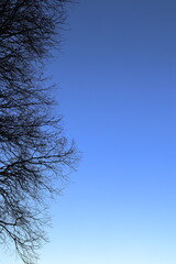 Dark winter tree, no leaves. Blue sky. Vertical photo.