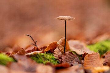 Mushroom growing amongst fallen oak leaves in a forest.