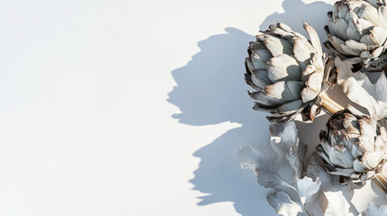 Artichoke plant on white background