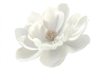 Obraz premium White magnolia blossom isolated on white background, perfect for floral design