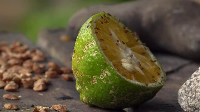 A close-up of red fruit flies eating a lime cut in half on a wooden table