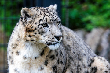 Schneeleopard