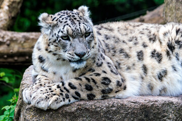 Obraz premium Schneeleopard