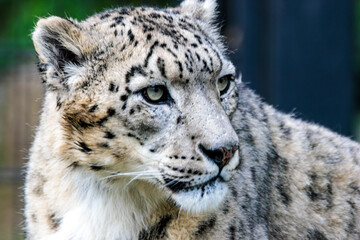 Schneeleopard