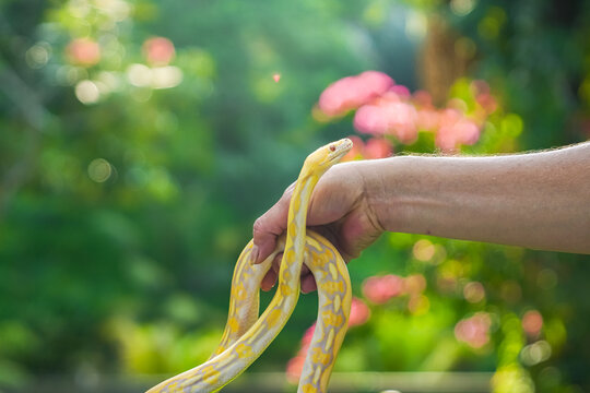 Beautiful python held in human hands. Yellow python in green garden. Albino snake. Snake with the scientific name Malayopython reticulatus.