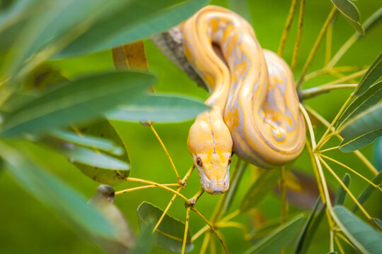 Beautiful yellow python slithering on a tree branch in a green park. Albino snake. Snake with the scientific name Malayopython reticulatus.