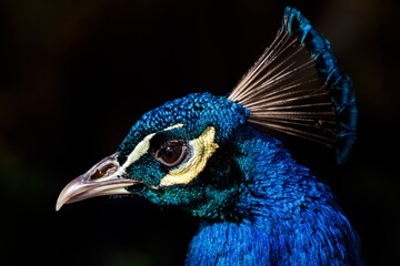 Pfau Kopf 4