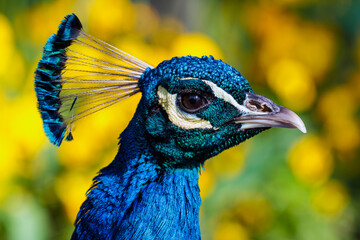 Pfau Kopf