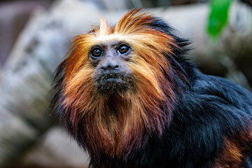 Goldkopflöwenäffchen (Leontopithecus chrysomelas) 