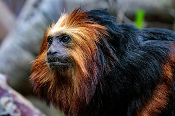 Goldkopflöwenäffchen (Leontopithecus chrysomelas) 