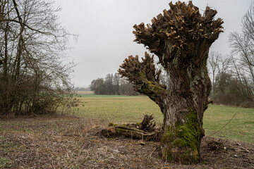 baum skulptur natur