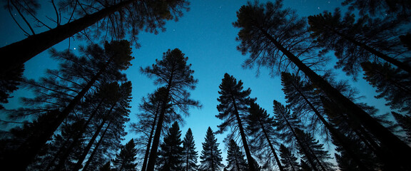 Majestic Pine Trees Silhouetted Against a Starry Night Sky Evoking Tranquility and Wonder