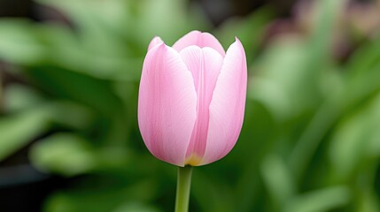 Fototapeta premium Pink tulip blooming, garden, spring, soft focus background, nature photography