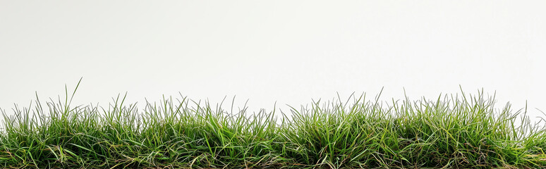 Fototapeta premium Green fresh grass isolated on white background
