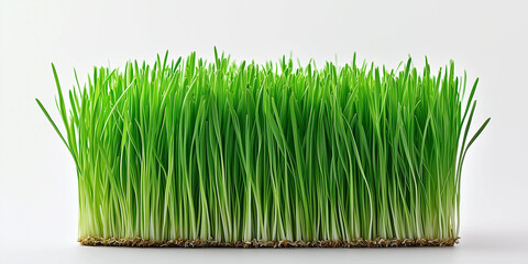 Green fresh grass isolated on white background