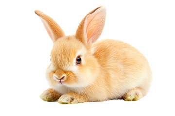 Fototapeta premium Small, fluffy bunny is laying down on a white background